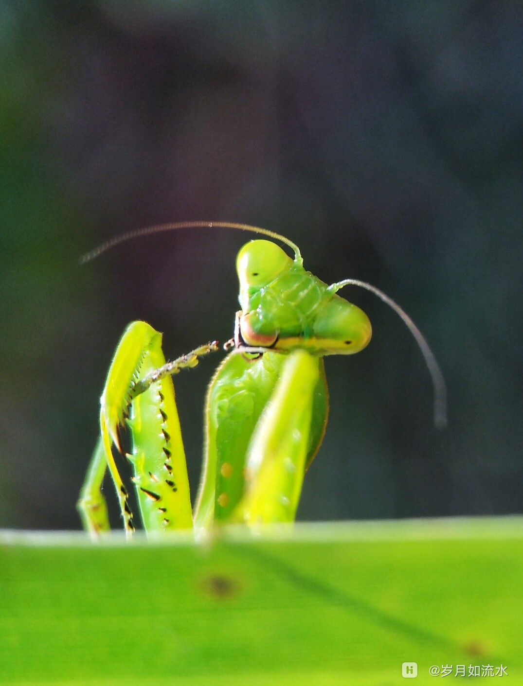 可爱螳螂