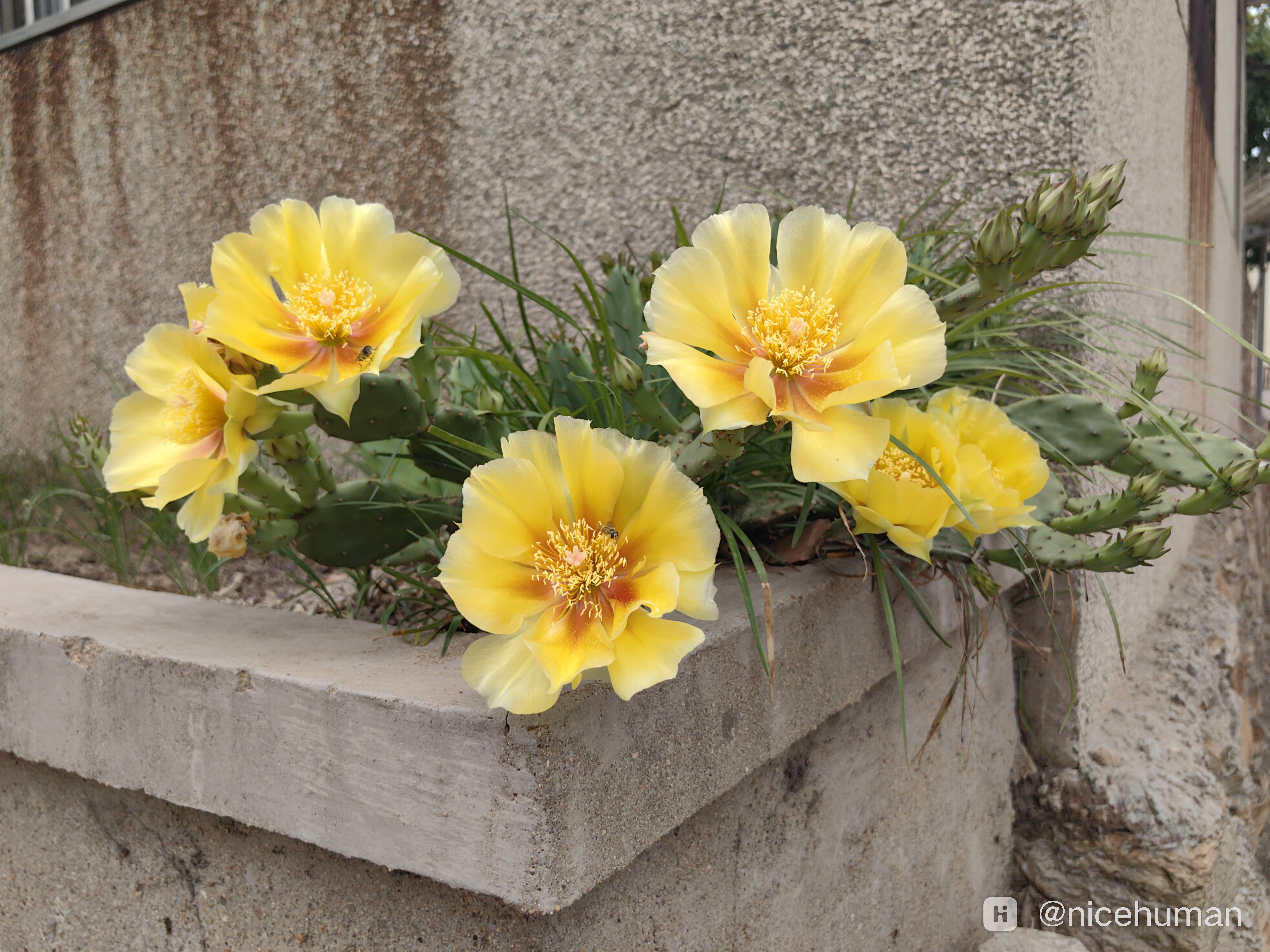 仙人板板,又叫仙人掌.花开的很漂亮,也很富贵.-荣耀俱乐部