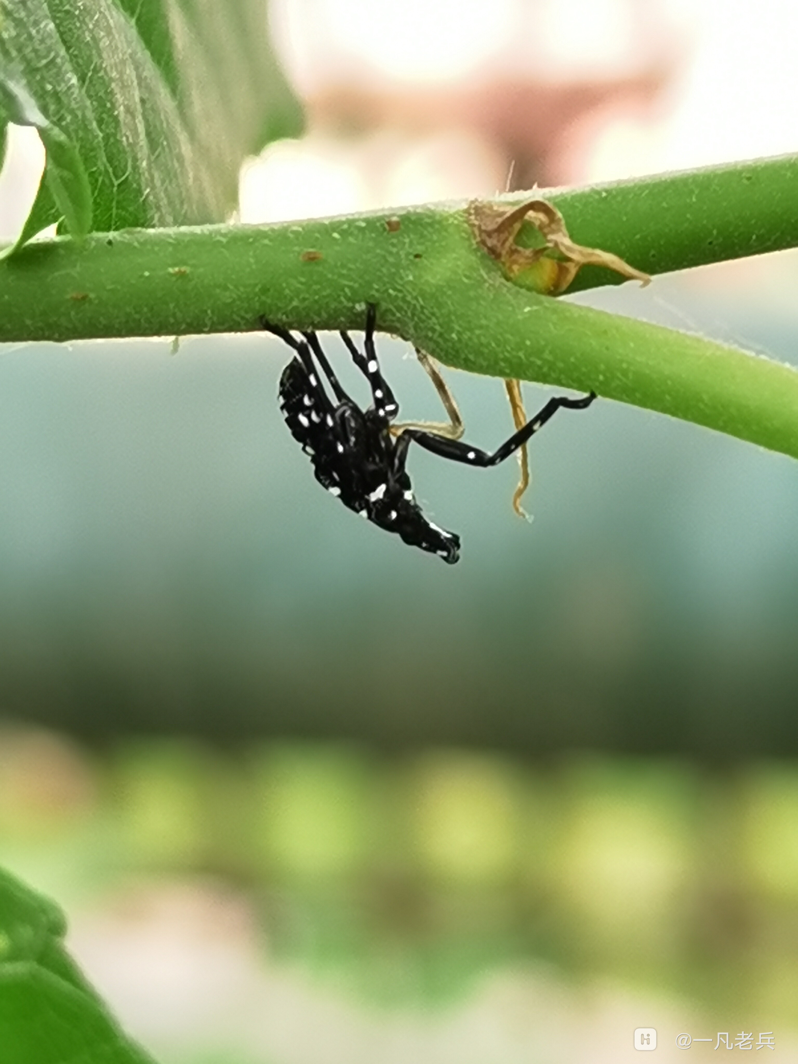 斑衣蜡蝉若虫(学名:lycormadelicatula)是同翅目蜡蝉科的昆虫,民间