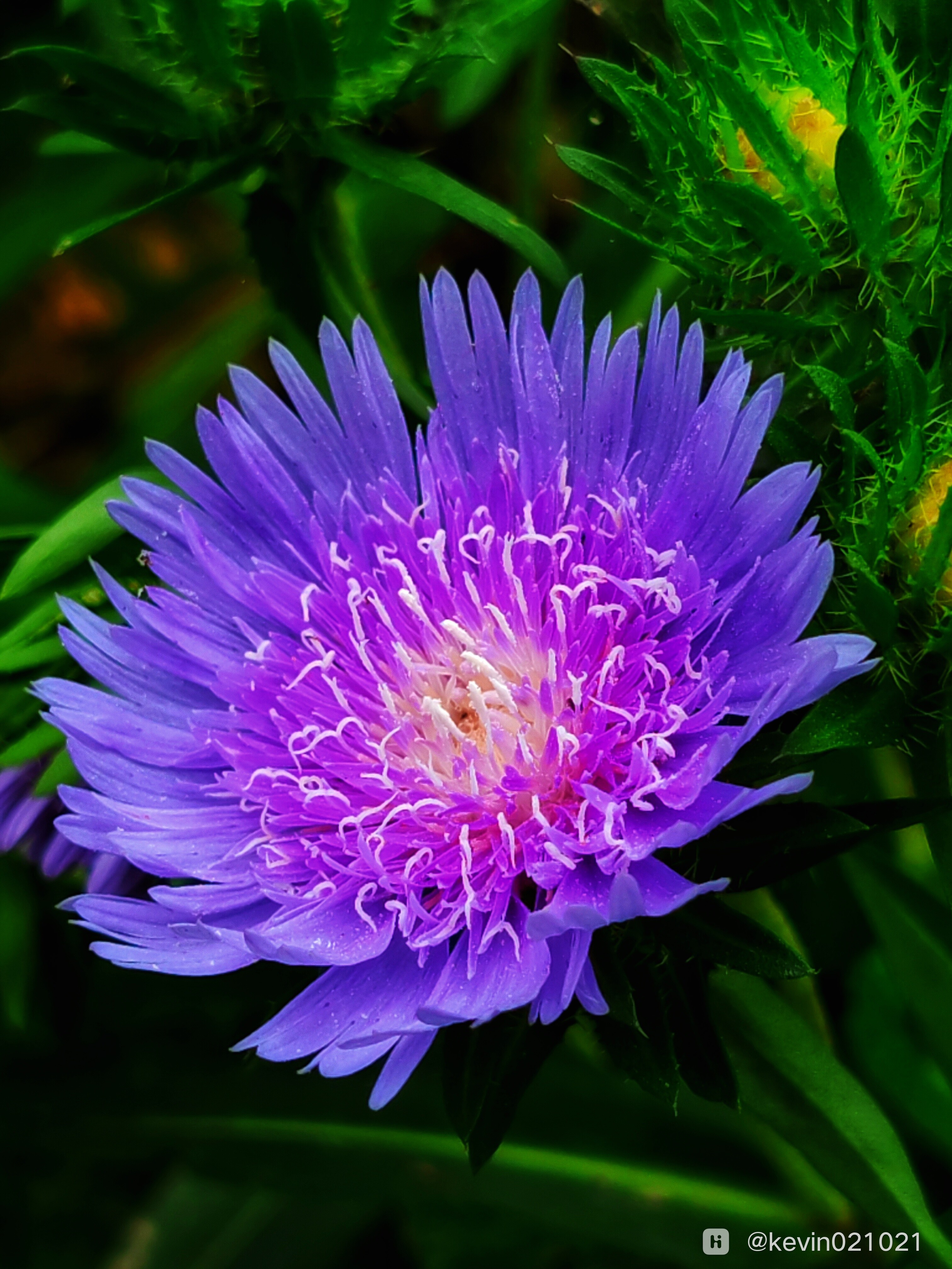 紫花组图