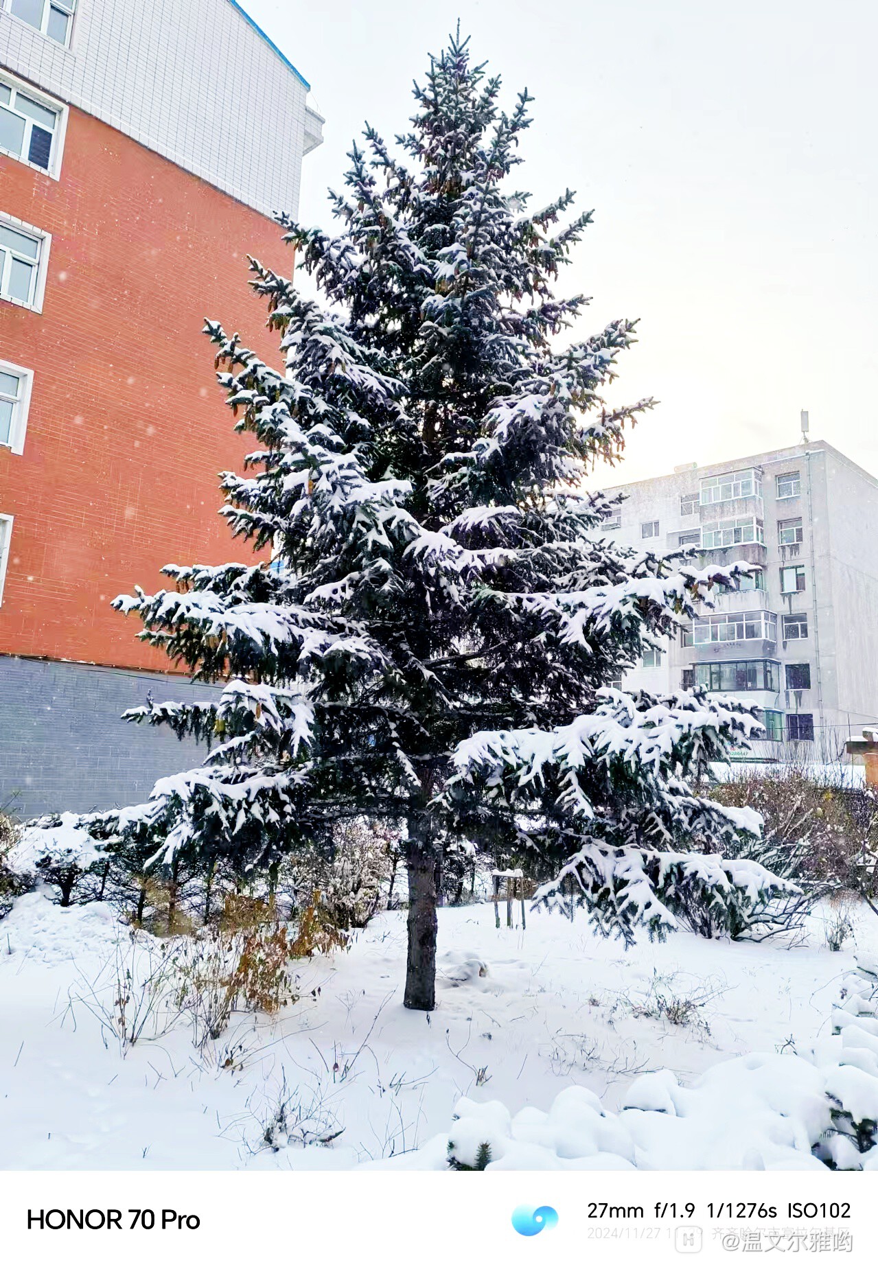 覆盖着雪花的松树雪中拍摄