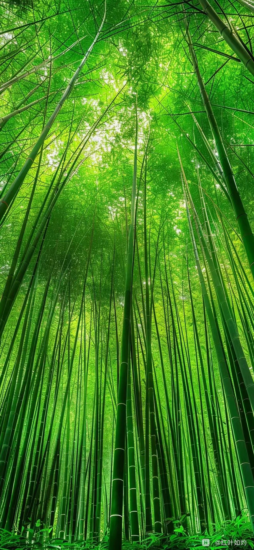 绿色竹林风景