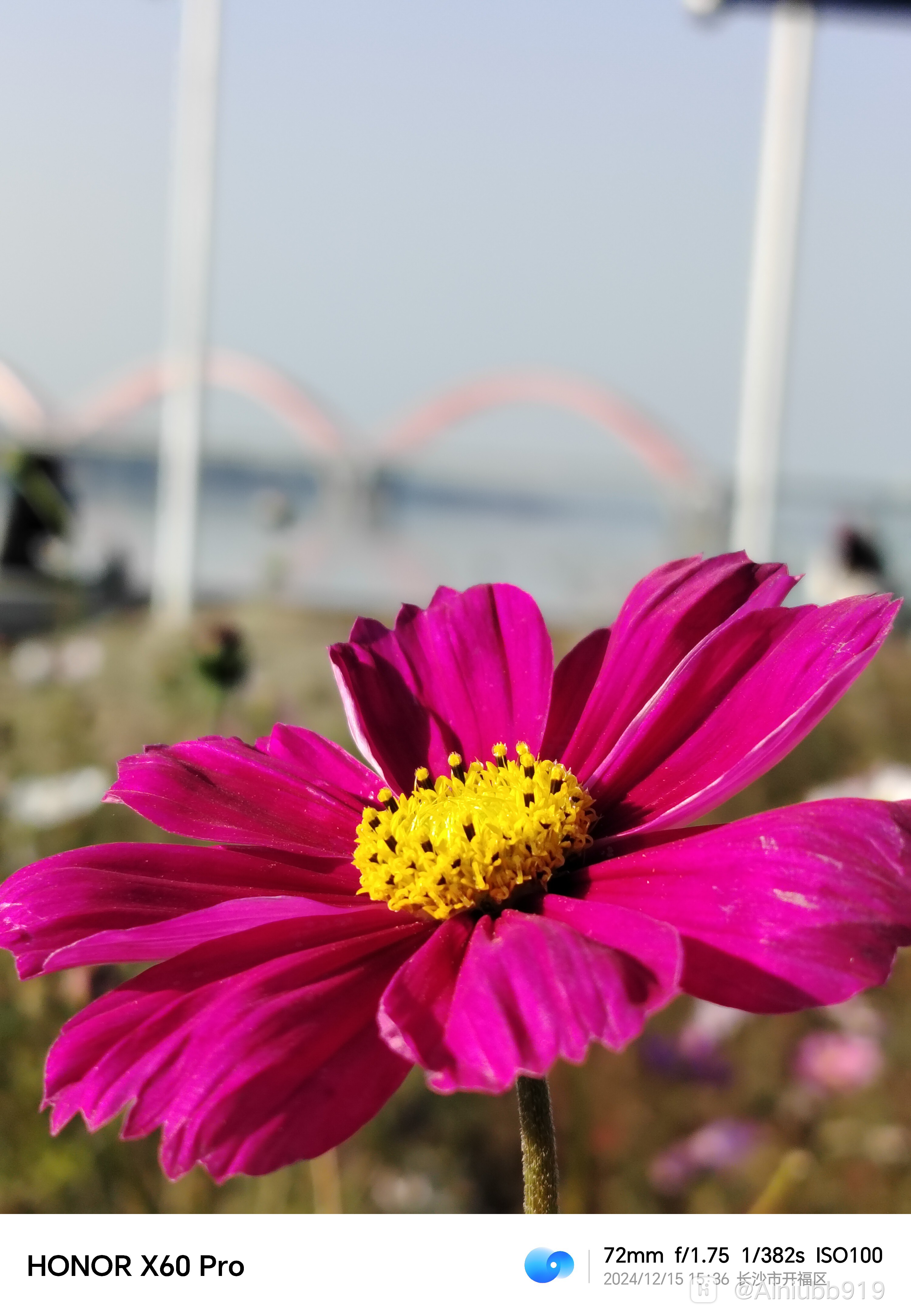 荣耀x60 pro|你敢信这是冬天?