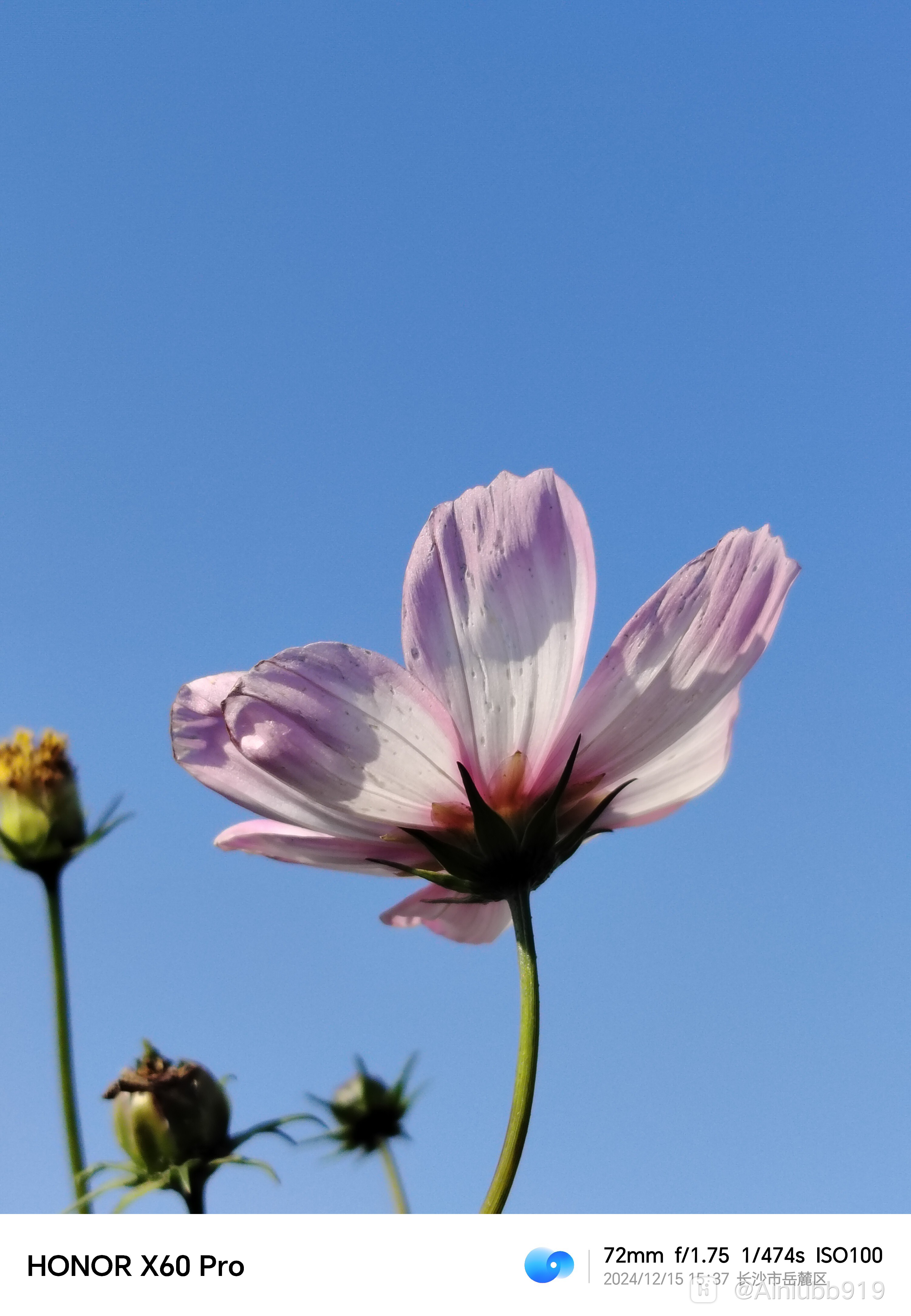 荣耀x60 pro|你敢信这是冬天?