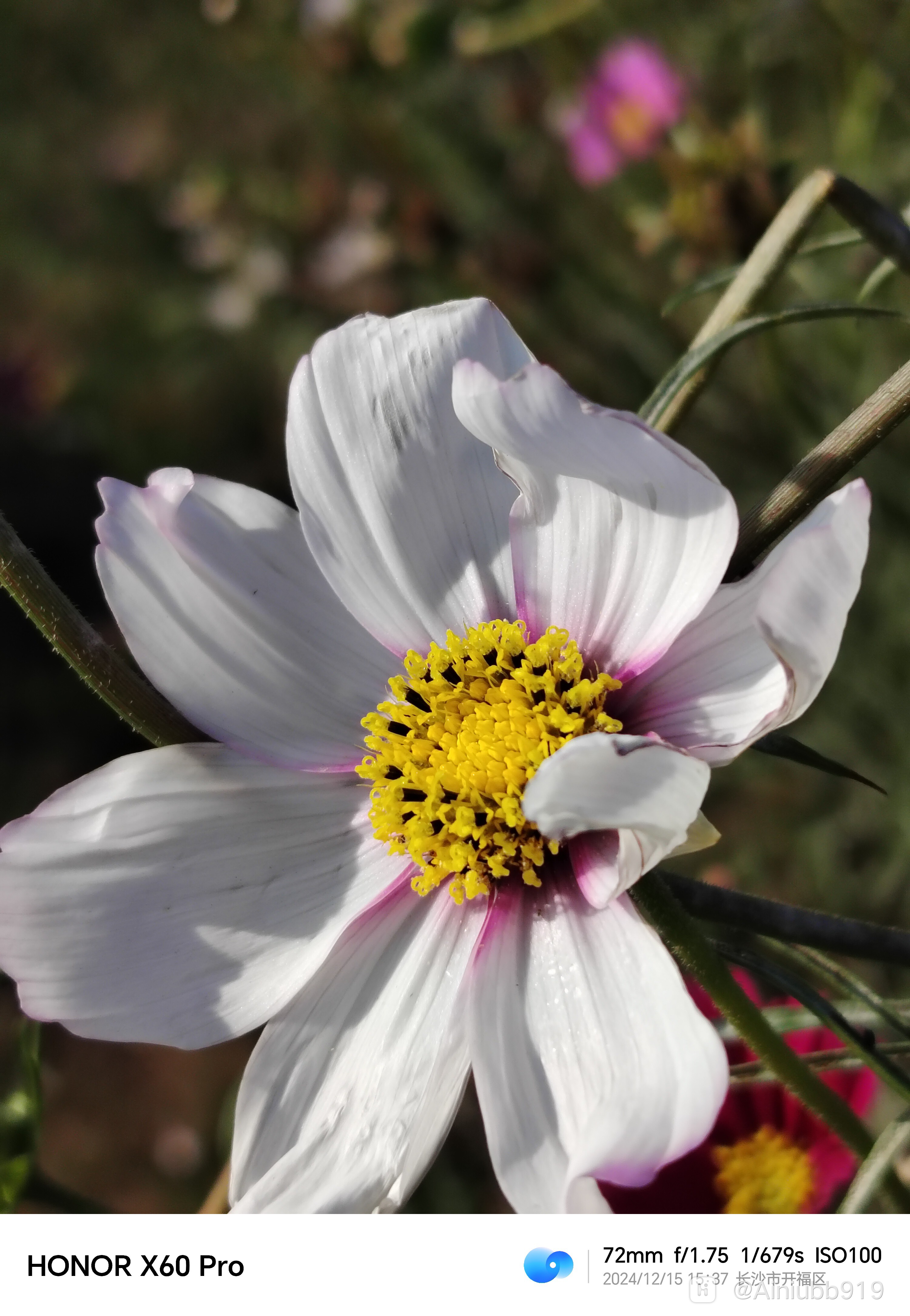 荣耀x60 pro|你敢信这是冬天?