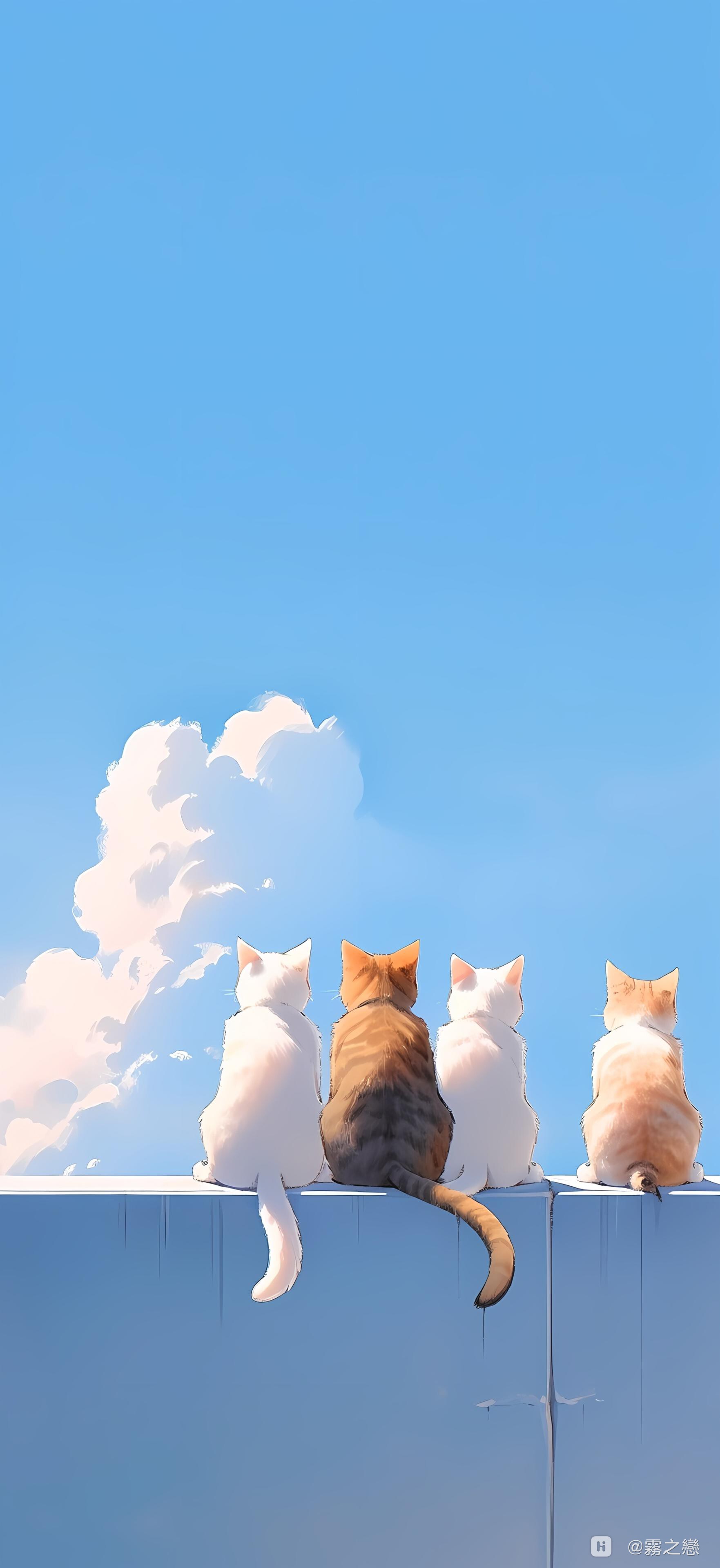 猫猫壁纸分享