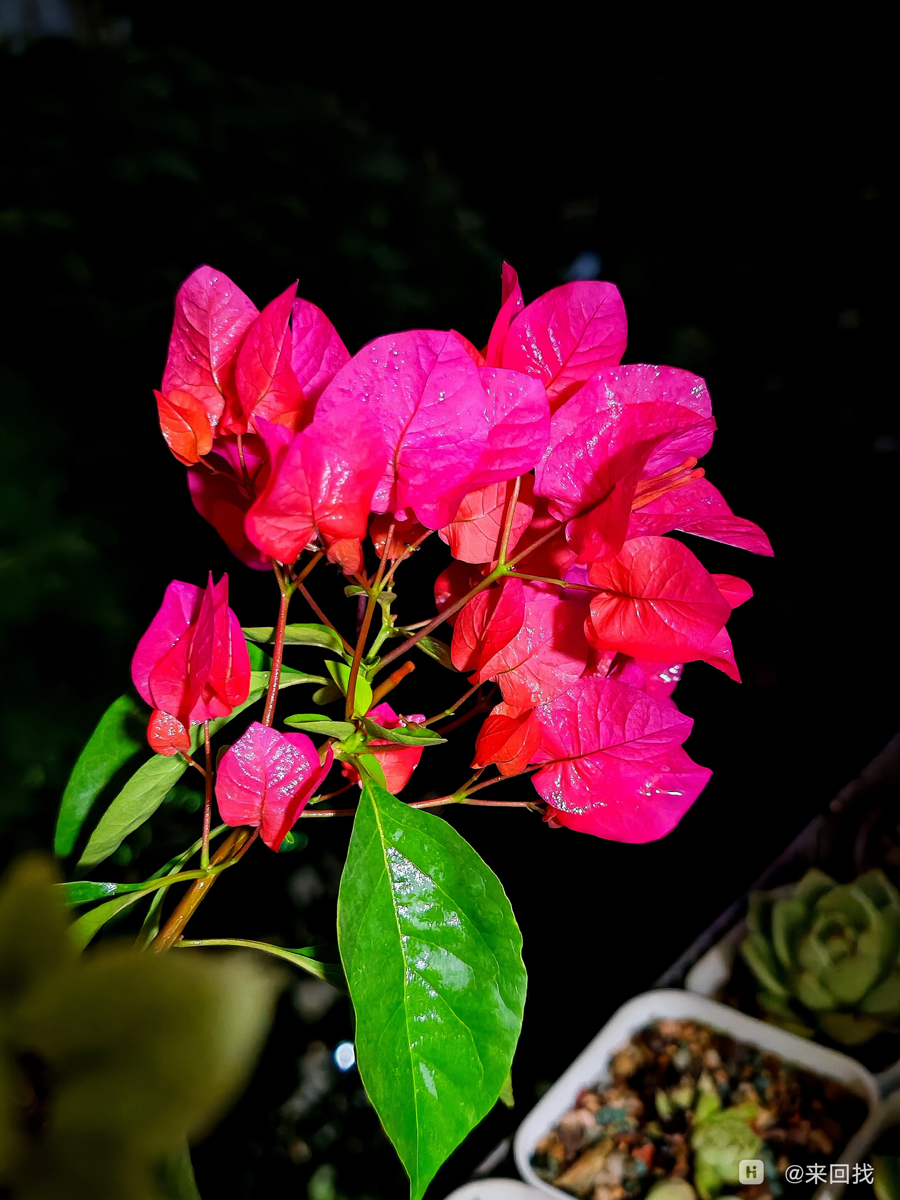 IMG_20240529_205920.jpg