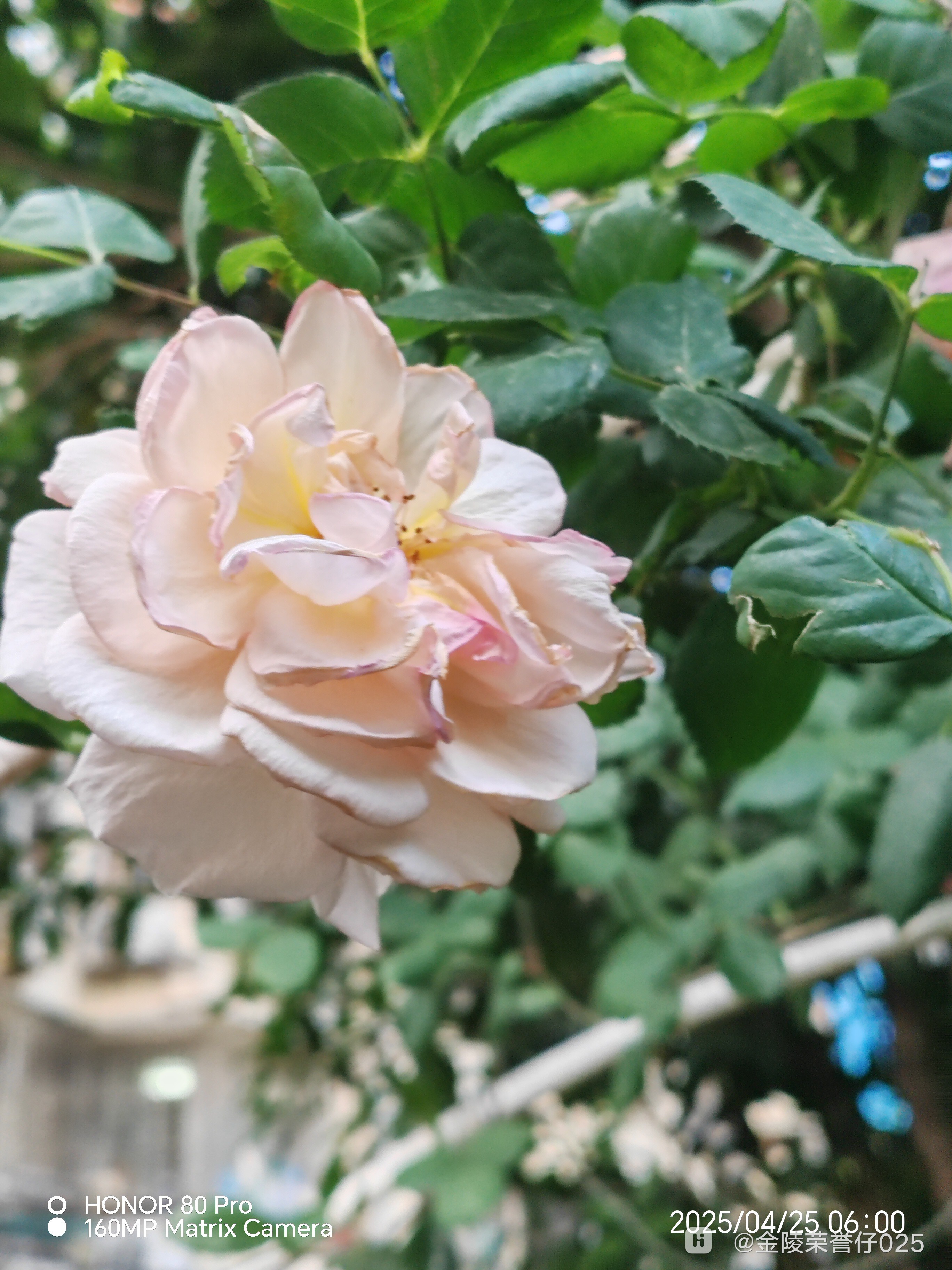 IMG_20250425_060044.jpg