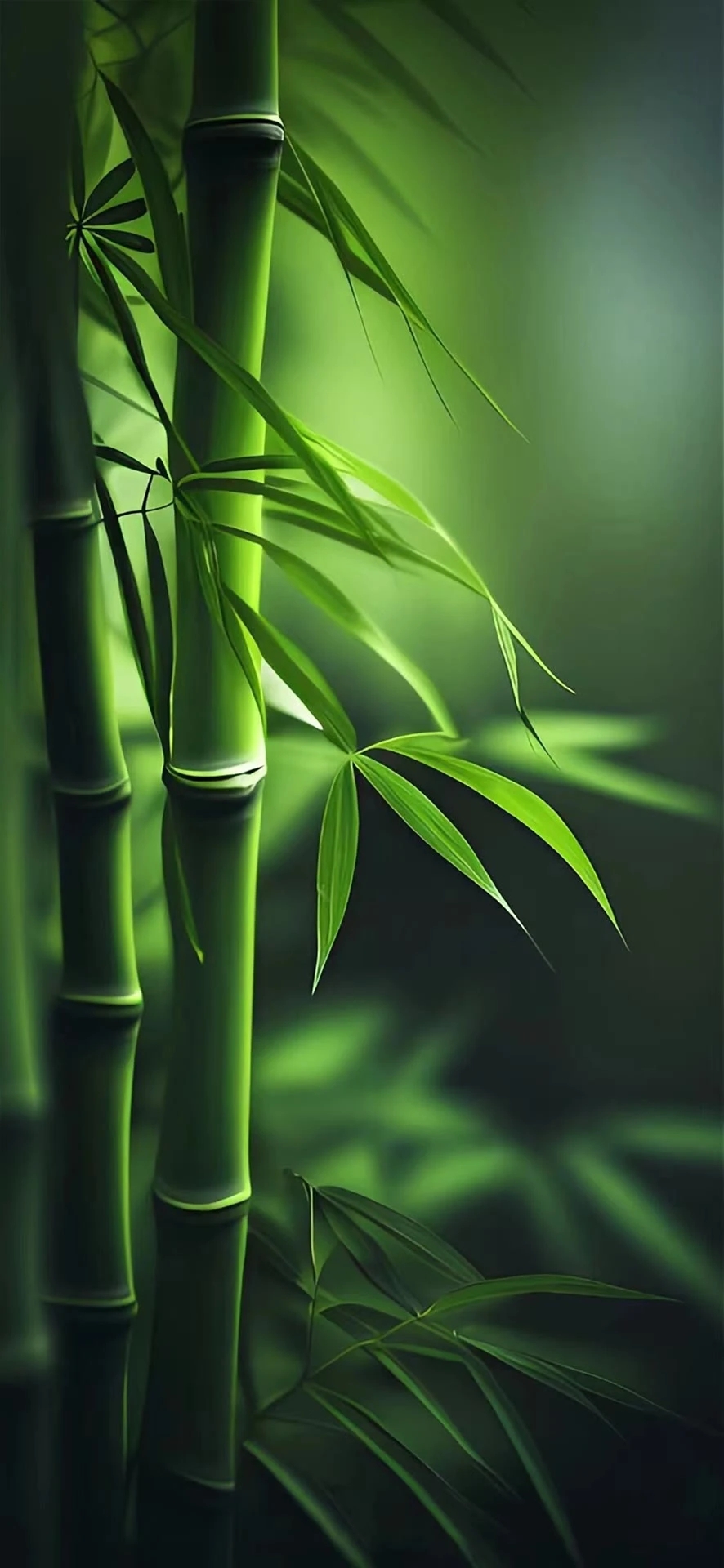 以竹为引￤绿色护眼壁纸 25.06.16