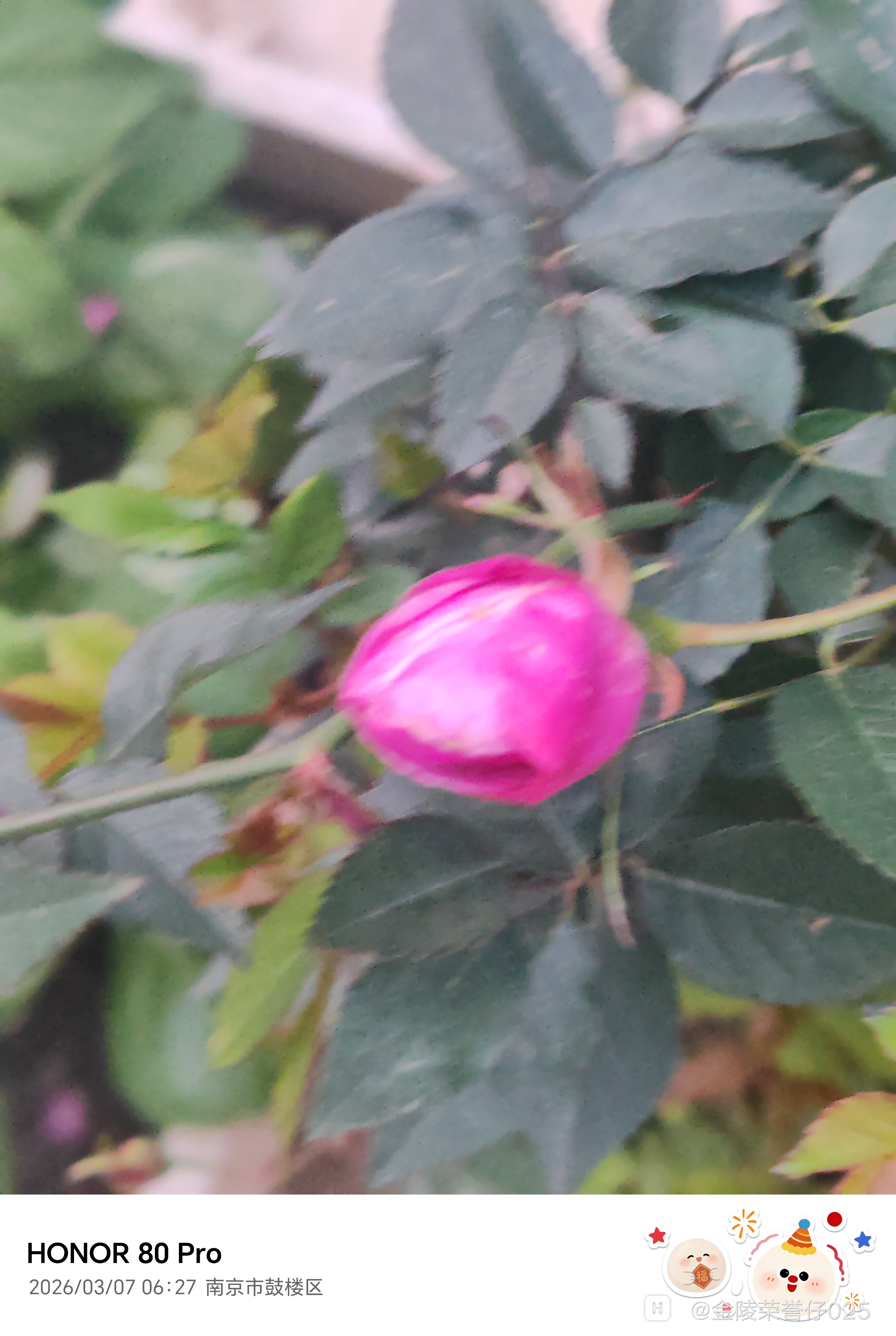 IMG_20260307_062709.jpg