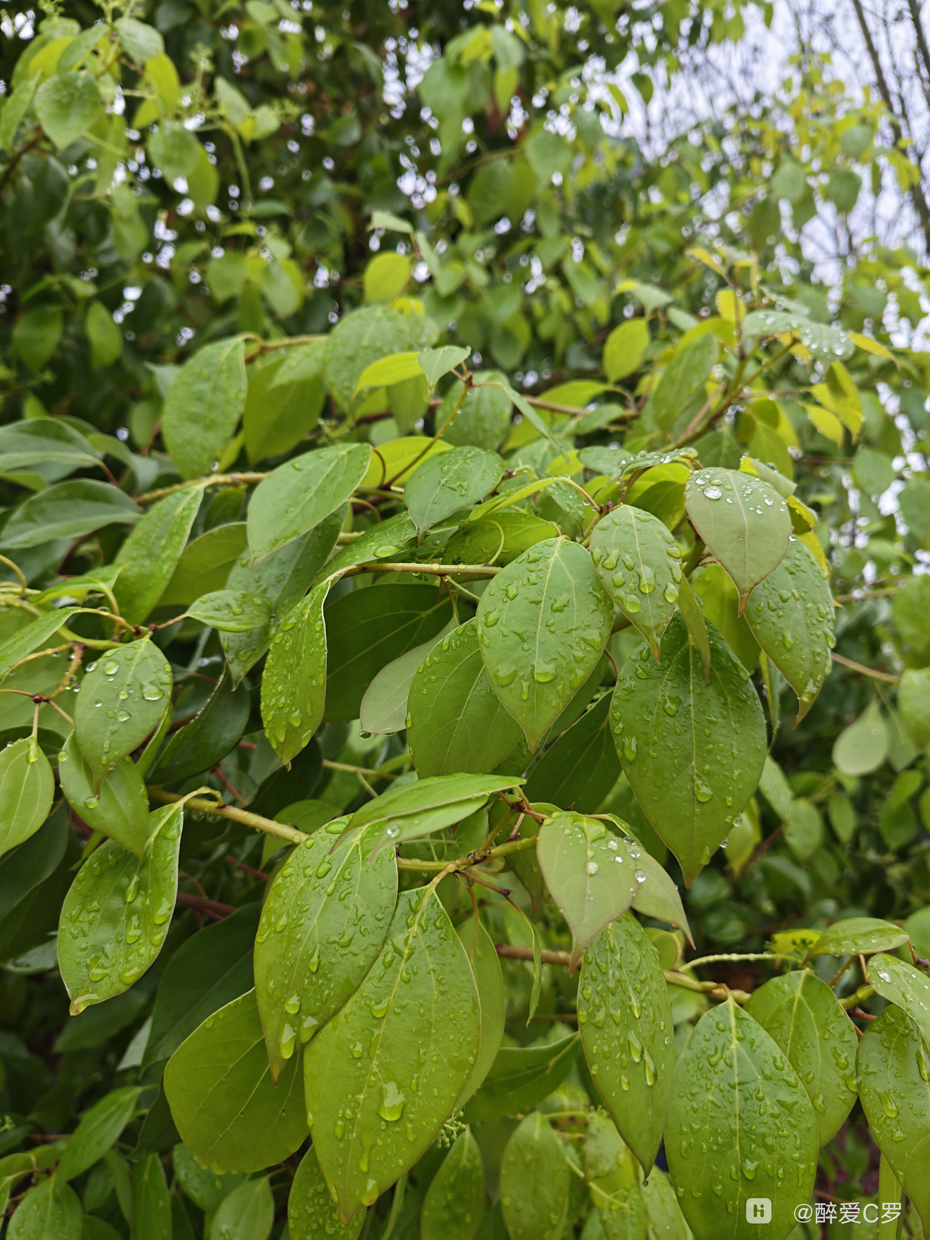 IMG_20260318_083118.jpg