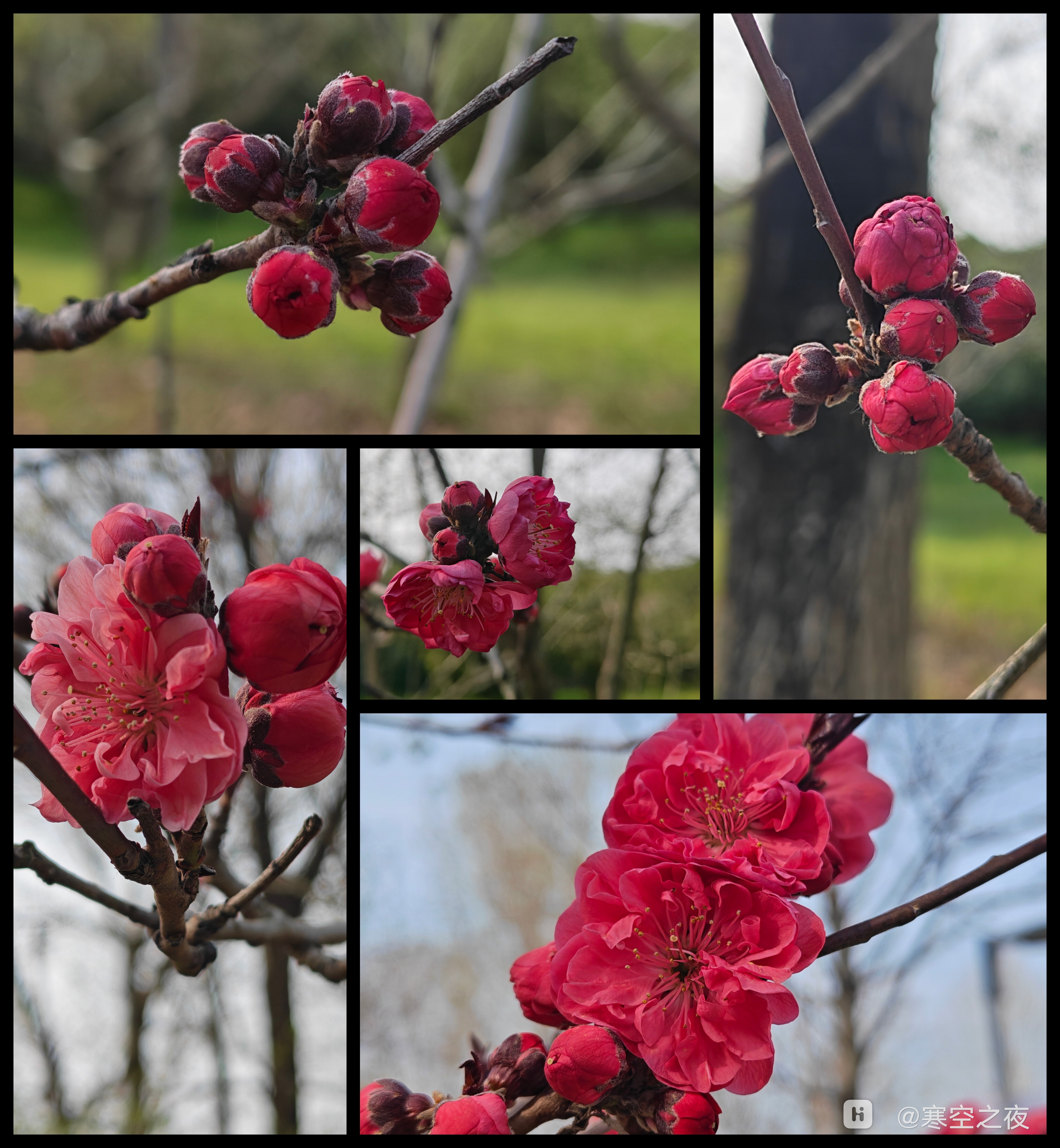 Collage_20260329_154907407.jpg