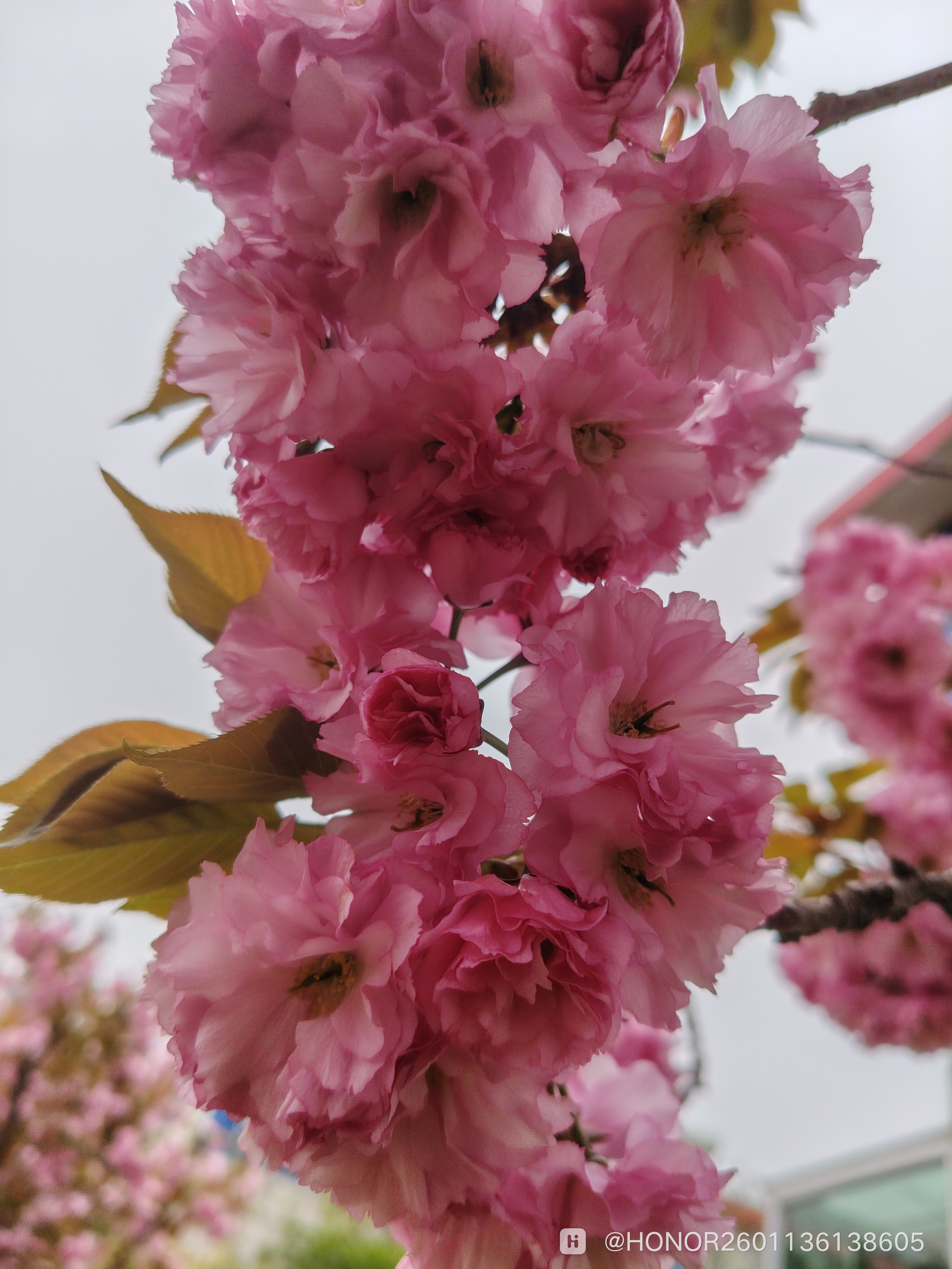 IMG_20260418_075449.jpg