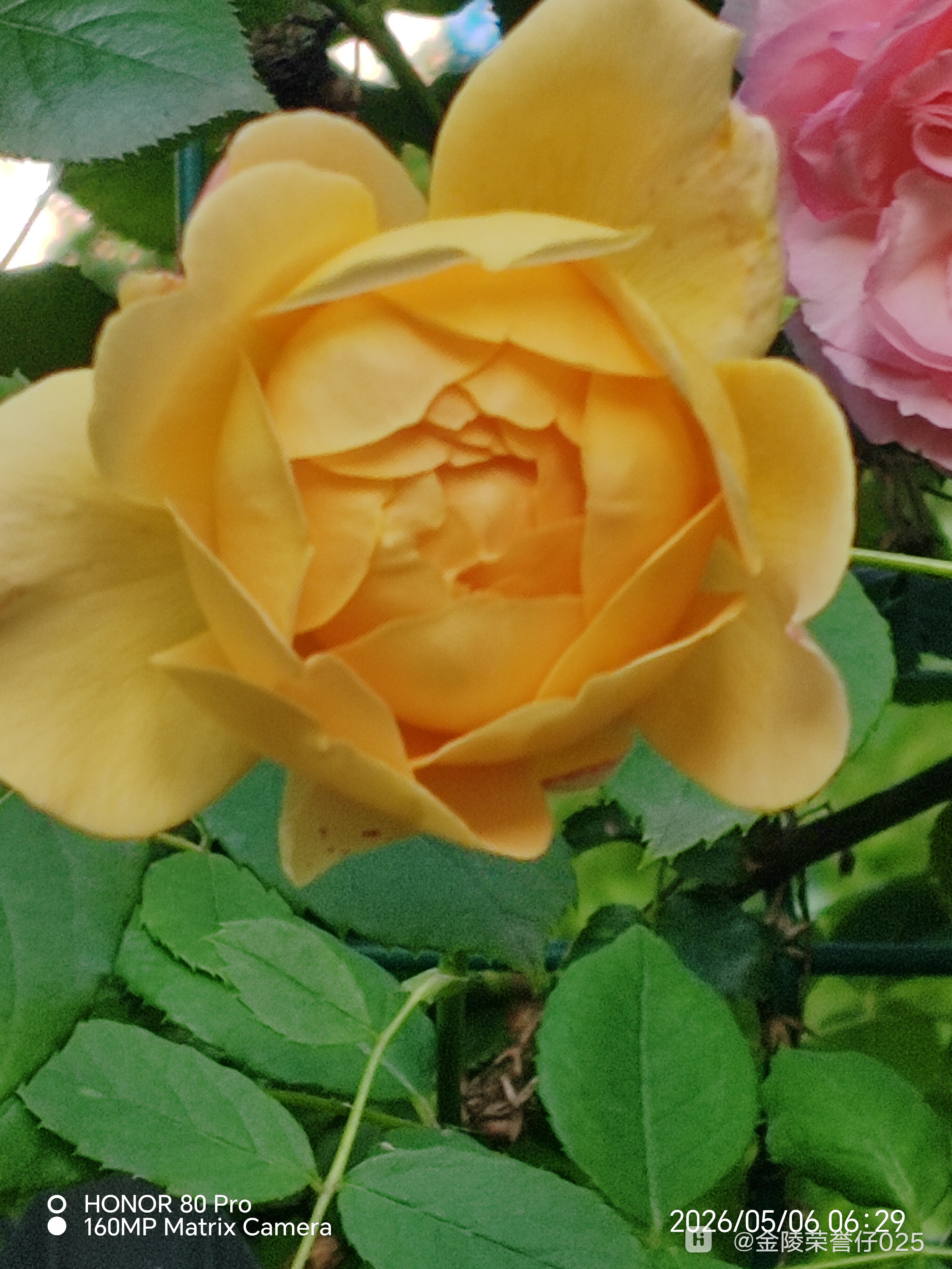 IMG_20260506_062942.jpg