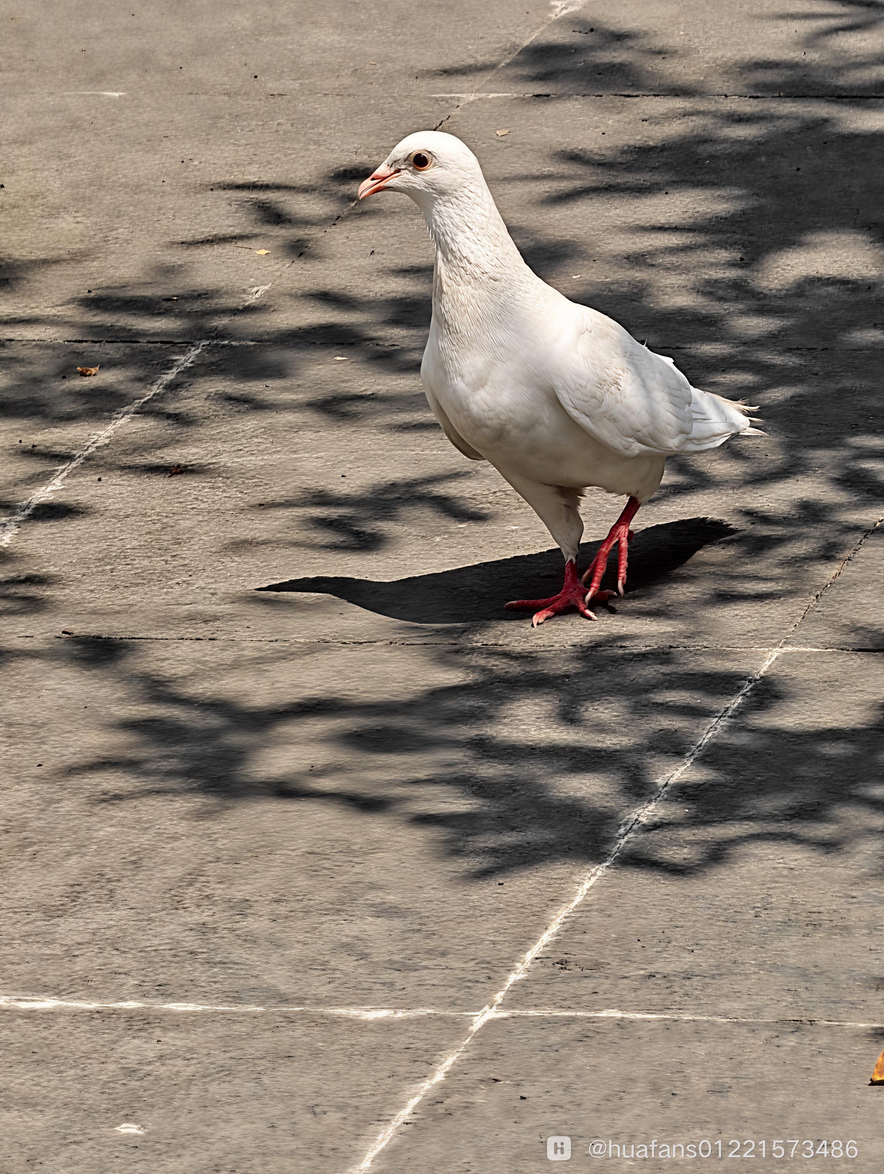 IMG_20260711_104228_ENHANCE.jpg