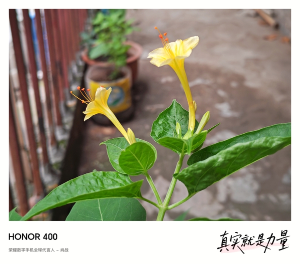 【荣耀400 影像】家门口的紫茉莉,荣耀400系列-荣耀俱乐部