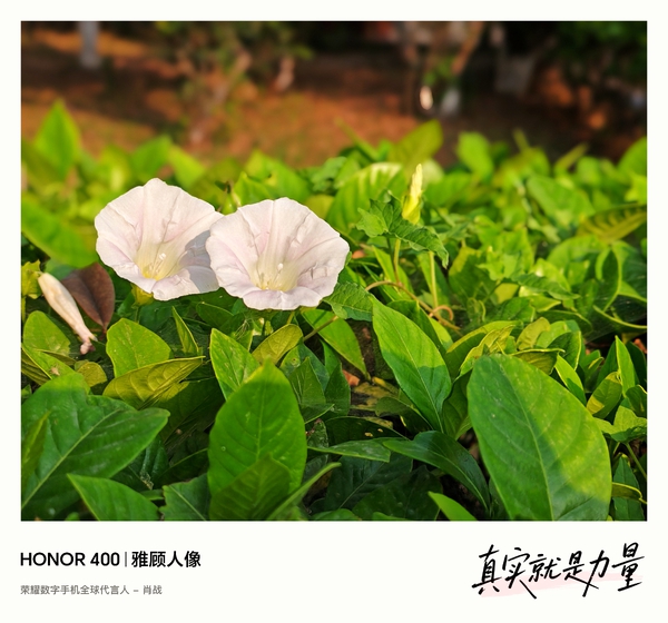 【荣耀400 影像】牵牛花,荣耀400系列-荣耀俱乐部