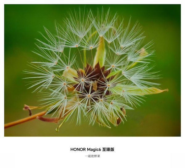 夏日精灵,爱摄影-荣耀俱乐部