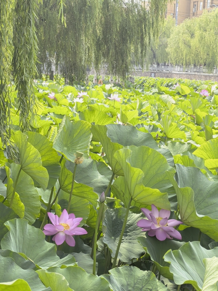 荷风送香气（四）,爱摄影-荣耀俱乐部