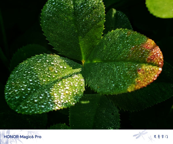 晨光露重,爱摄影-荣耀俱乐部