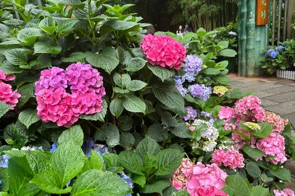 春城无处不飞花17,慢生活-荣耀俱乐部