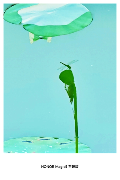 水底莲蓬立蜻蜓,爱摄影-荣耀俱乐部