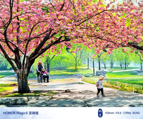 春忆：樱花盛开的时候,爱摄影-荣耀俱乐部