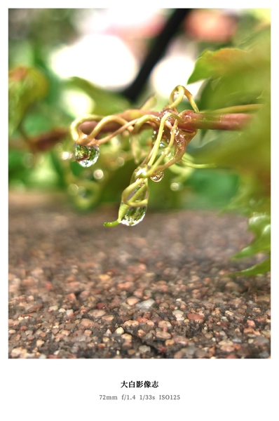 大雨过后,爱摄影-荣耀俱乐部