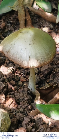 新鲜的菌子，耀友们先吃,爱摄影-荣耀俱乐部