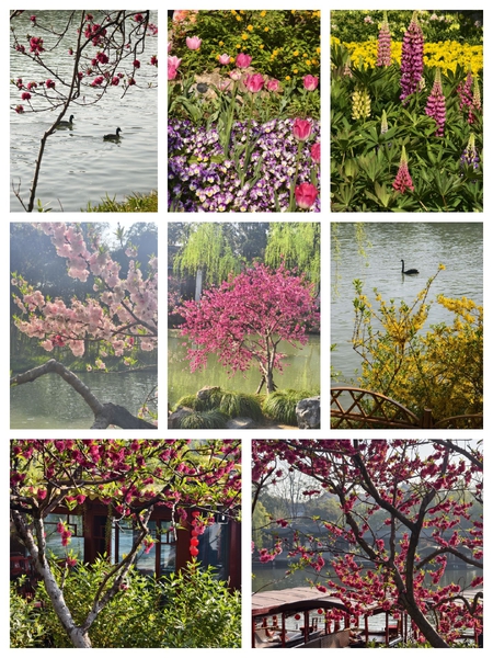 二分无赖是扬州,爱摄影-荣耀俱乐部