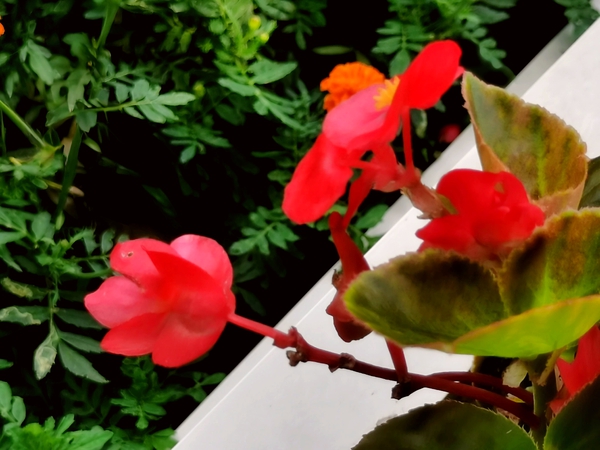 海棠花红开，四季放异彩,慢生活-荣耀俱乐部