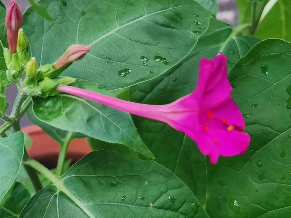 雨后情，茉莉花开绿叶红,慢生活-荣耀俱乐部