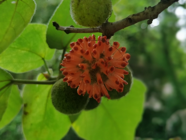 相伴枝头，果如花绿似球,慢生活-荣耀俱乐部