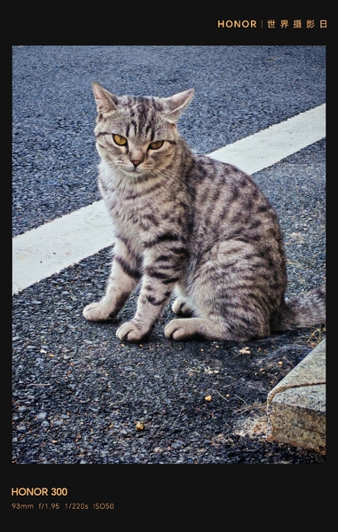 爵士豪猫！,爱摄影-荣耀俱乐部