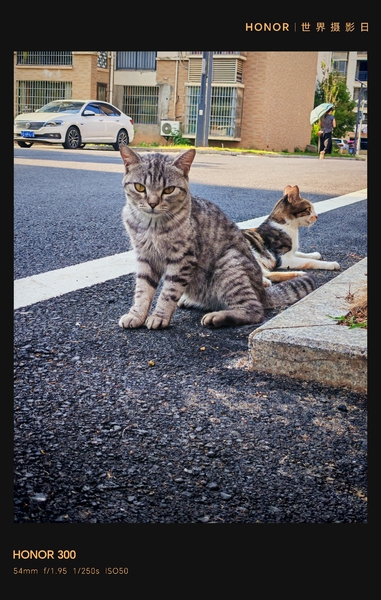 爵士豪猫！,爱摄影-荣耀俱乐部