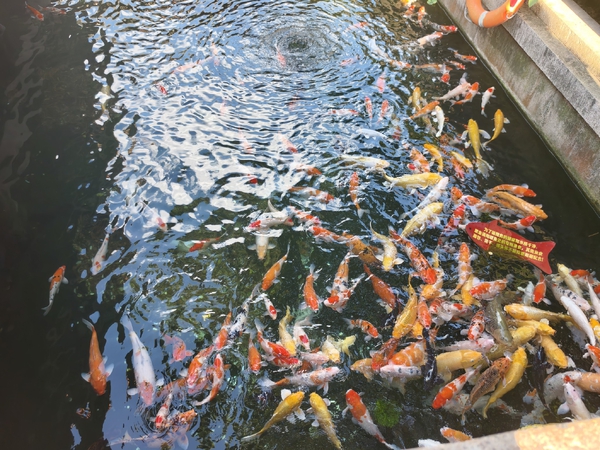 邂逅江南的热烈与温柔,爱摄影-荣耀俱乐部