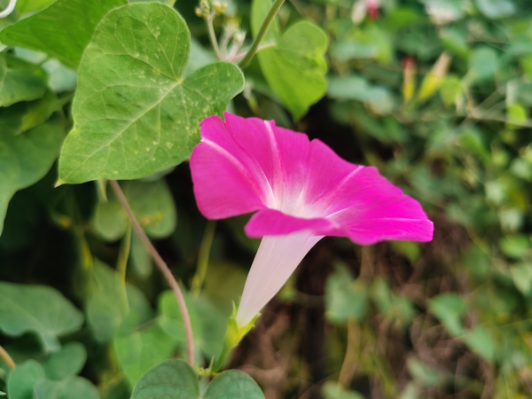 粉红牵牛花，艳绿小喇叭,慢生活-荣耀俱乐部