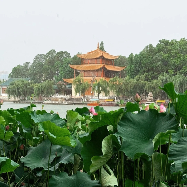 大观公园赏荷2,爱旅行-荣耀俱乐部