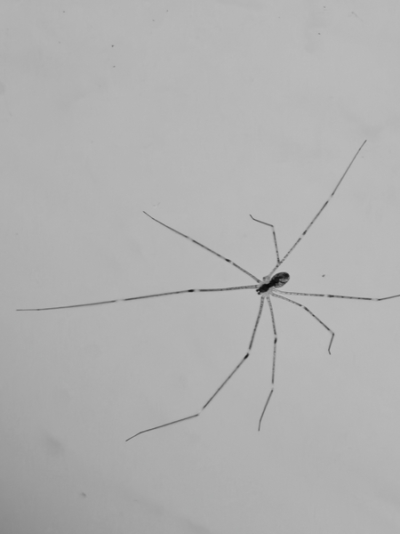 蜘蛛侠  你觉得如何,爱摄影-荣耀俱乐部