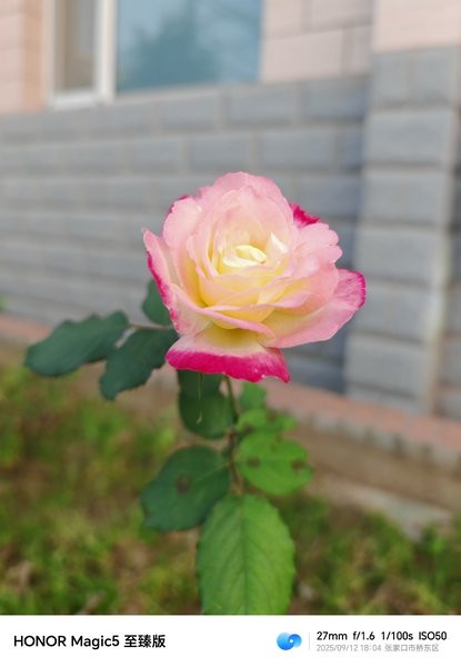 这个季节能够看到绽放的鲜花，实属不易,爱摄影-荣耀俱乐部