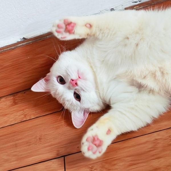 是谁家的小猫这么可爱,荣耀GT Pro-荣耀俱乐部