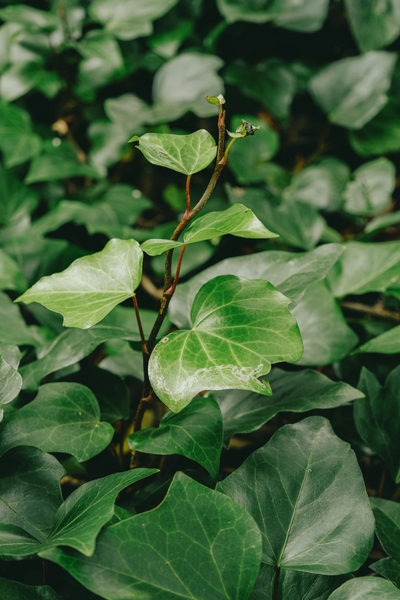 漫步在绿色的林荫道上，感受大自然的清新与宁静4,慢生活-荣耀俱乐部
