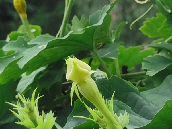 叶瓜欲开花，绿丛果中挂,慢生活-荣耀俱乐部