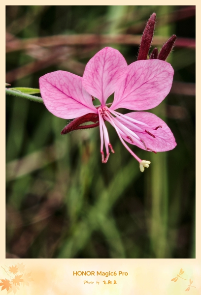 Magic6 Pro镜头下，每帧都是生活的诗意碎片,爱摄影-荣耀俱乐部