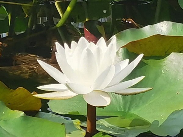 秋荷幽香飘，花瓣如雪俏,慢生活-荣耀俱乐部