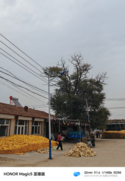 村大队广场都有一颗熟悉的大树,爱摄影-荣耀俱乐部