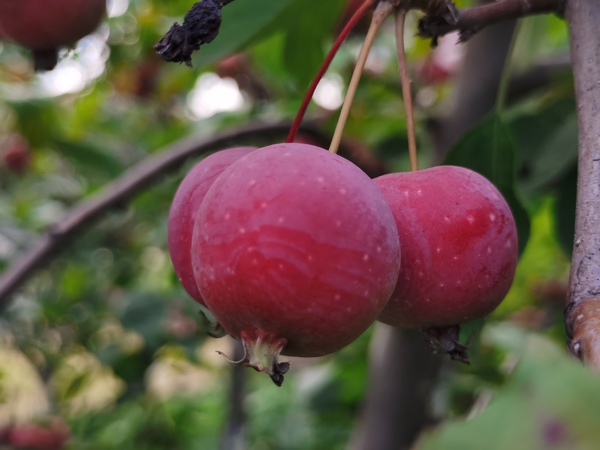 秋之红，海棠硕果满枝树,慢生活-荣耀俱乐部