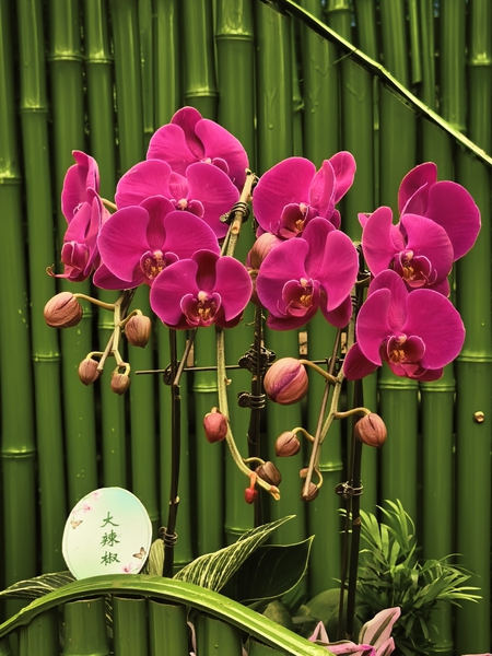 优雅如蝴蝶兰（二）,爱摄影-荣耀俱乐部