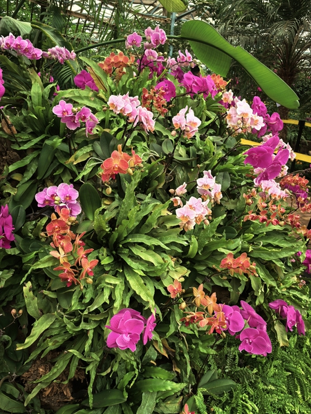 优雅如蝴蝶兰（二）,爱摄影-荣耀俱乐部