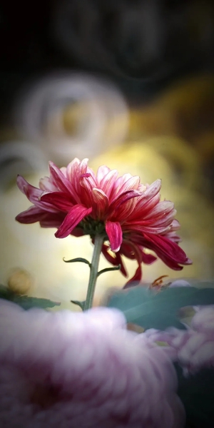 昙华寺金秋菊花展②,慢生活-荣耀俱乐部